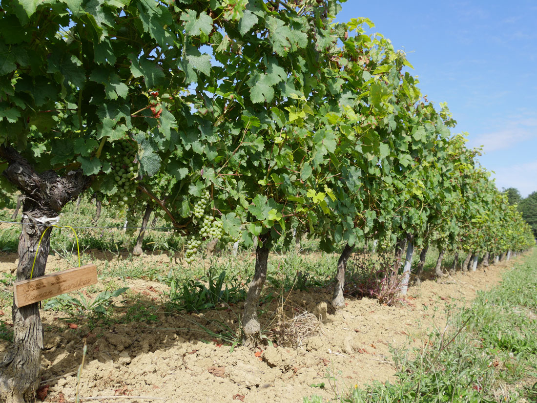 Виноградник на урожай